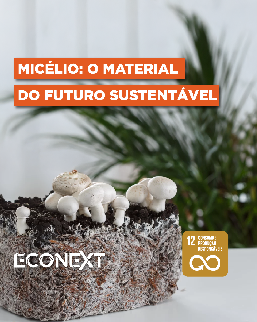 Micélio: O Material do Futuro Sustentável