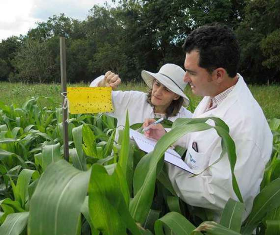 Cápsulas de fertilizante feitas com gás carbônico reduzem impacto ambiental