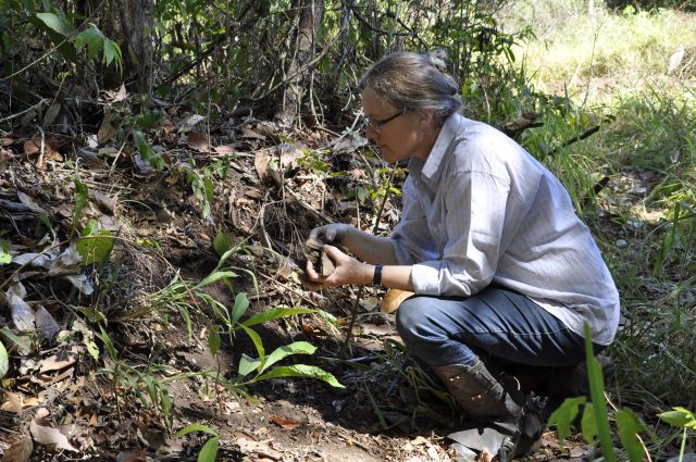 Inovação de agricultores indígenas aumentou biodiversidade amazônica