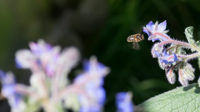 Cientistas propõem mudanças na agricultura para resgatar biodiversidade