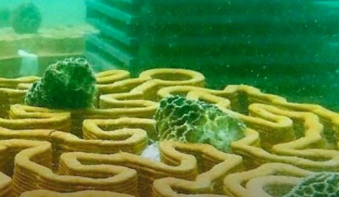 Painéis de argila podem ajudar a regenerar recifes de coral