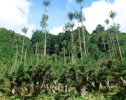 Sistema de poda japonês permite produzir madeira sem derrubar árvores