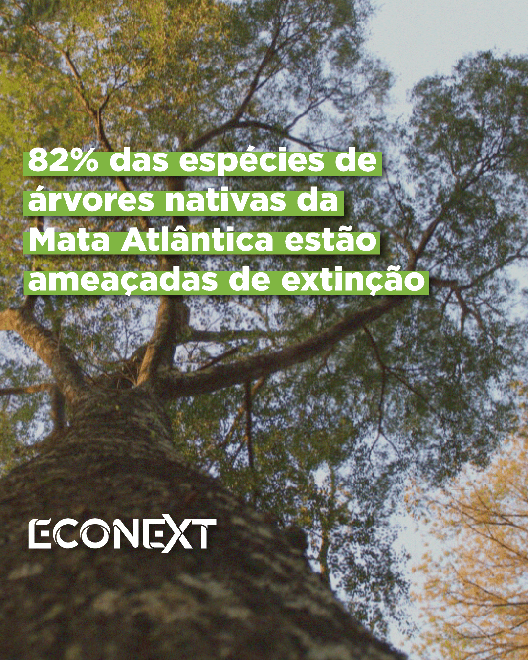 82% das espécies de árvores nativas da Mata Atlântica estão ameaçadas de extinção
