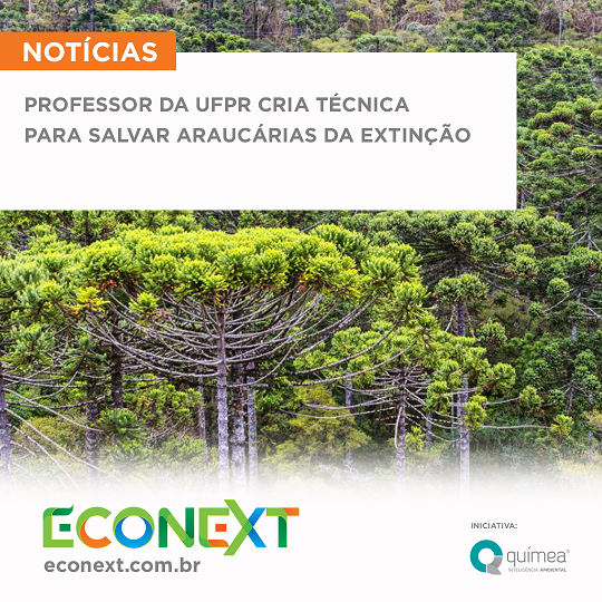 Professor da UFPR cria técnica para salvar araucárias da extinção