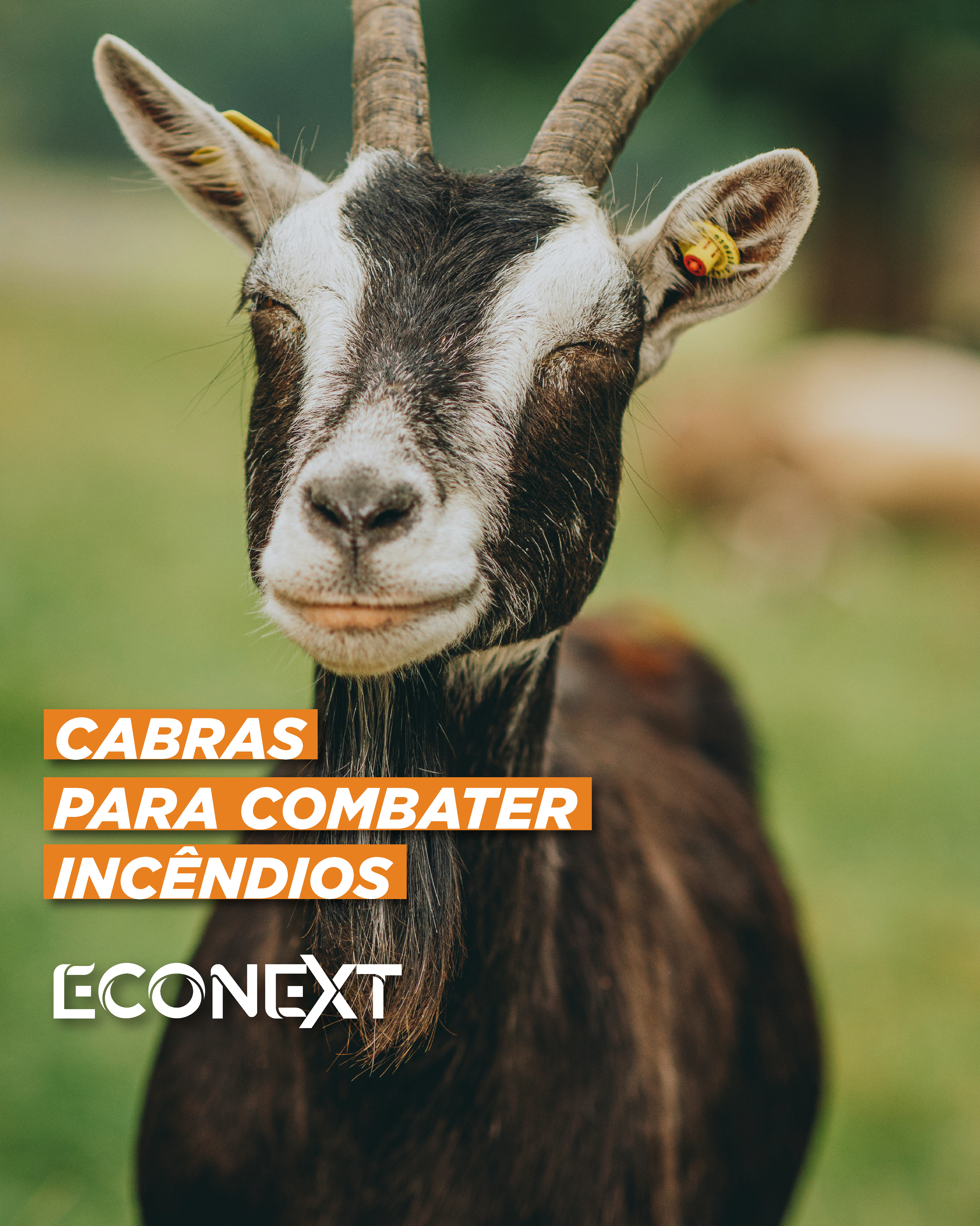 Cabras no Combate a Incêndios: Uma Solução Sustentável e Eficiente