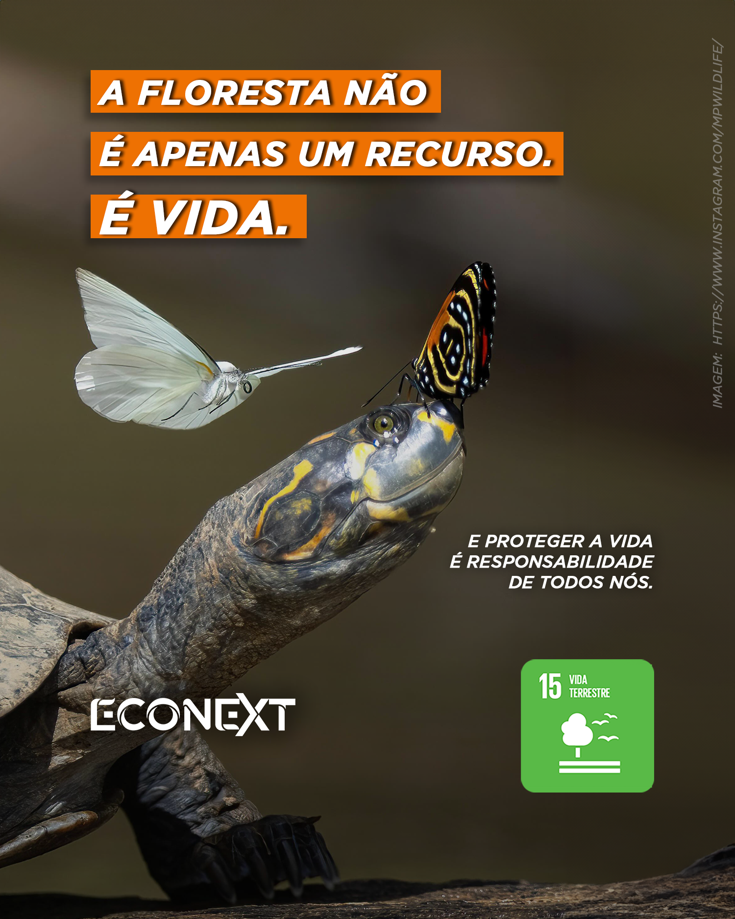 A floresta não é apenas um recurso. É vida. 