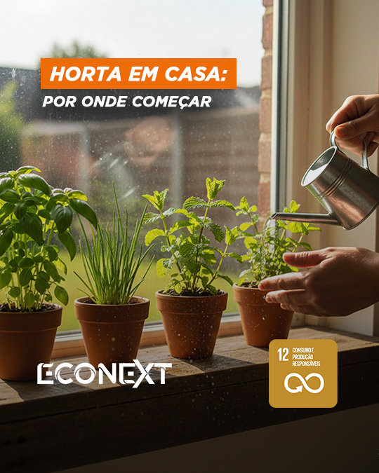 Horta em casa: por onde começar 