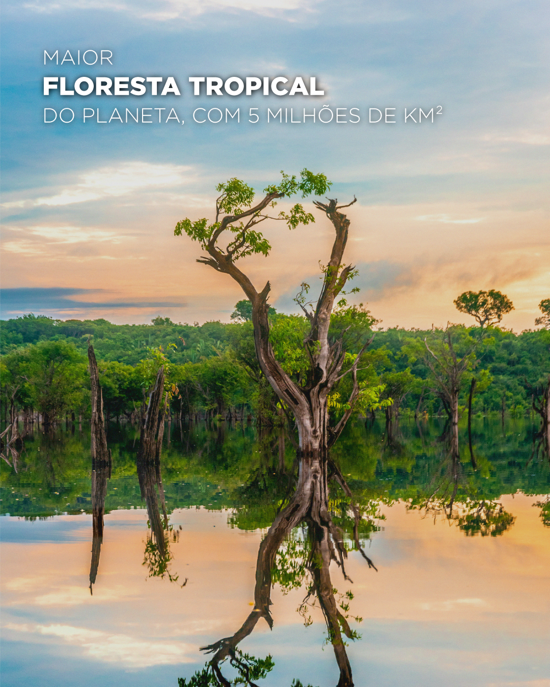 O que a Amazônia representa para o mundo?