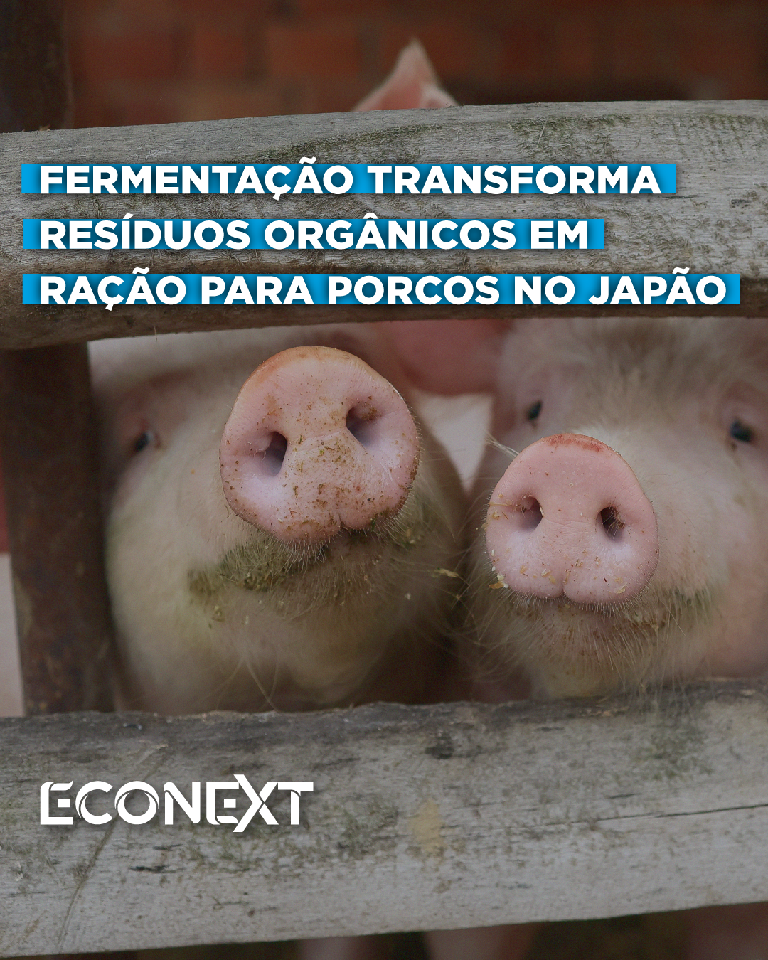 Fermentação transforma resíduos orgânicos em ração para porcos no Japão